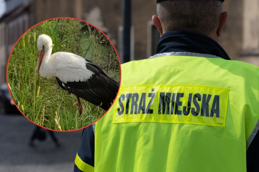 Bocian z Kandlewa uratowany. Nietypowa akcja Straży Miejskiej