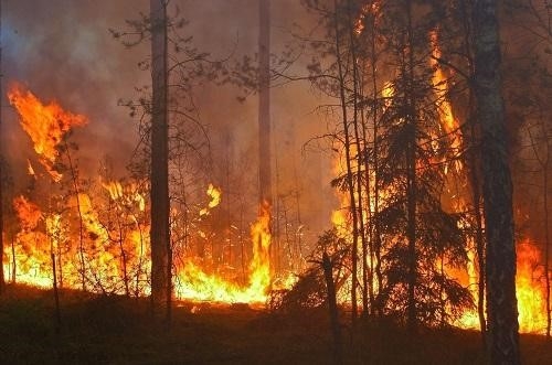 Zagrożenie pożarowe – co zrobić gdy zapali się las?