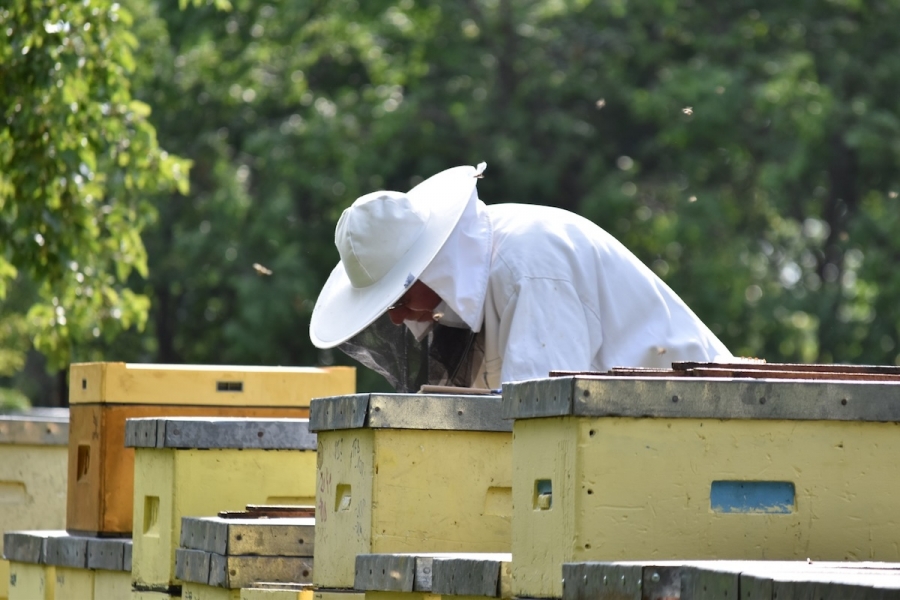 Gdzie najlepiej kupować naturalny miód pszczeli?