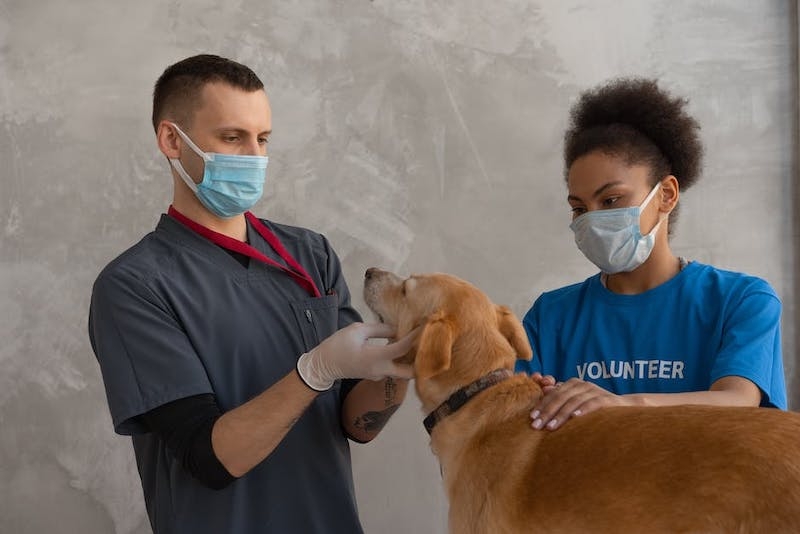 Zaćma u psa - diagnoza i leczenie
