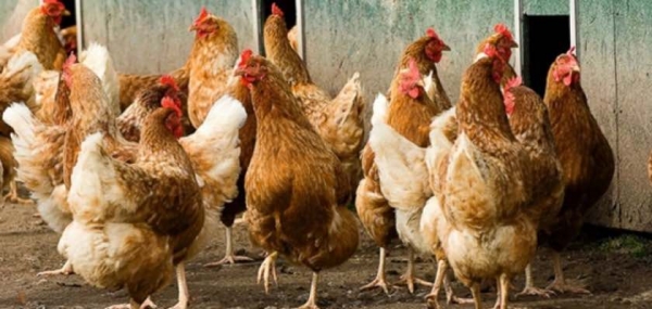 Zasady ochrony drobiu przed grypą ptaków