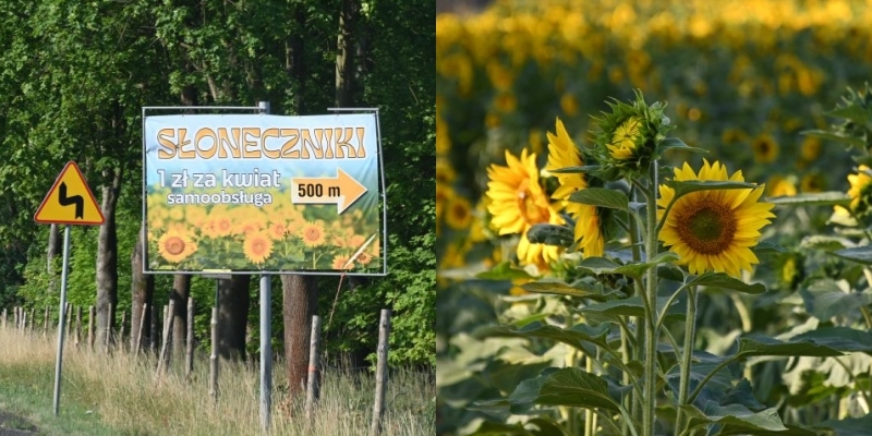 Niesamowita inicjatywa rolnika z Krzepielowa! Udostępnił pole słoneczników dla wszystkich! (FOTO)