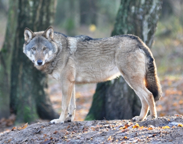 Jeśli wilki tutaj się zasiedliły, to tylko dobrze o nas świadczy 