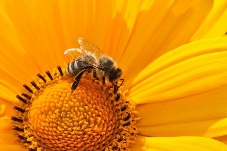 Pszczelarze spotkają się w Siedlnicy. Zebranie ws. pomocy Zarządu Województwa Lubuskiego