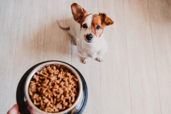 Jak zachęcić psa do jedzenia?