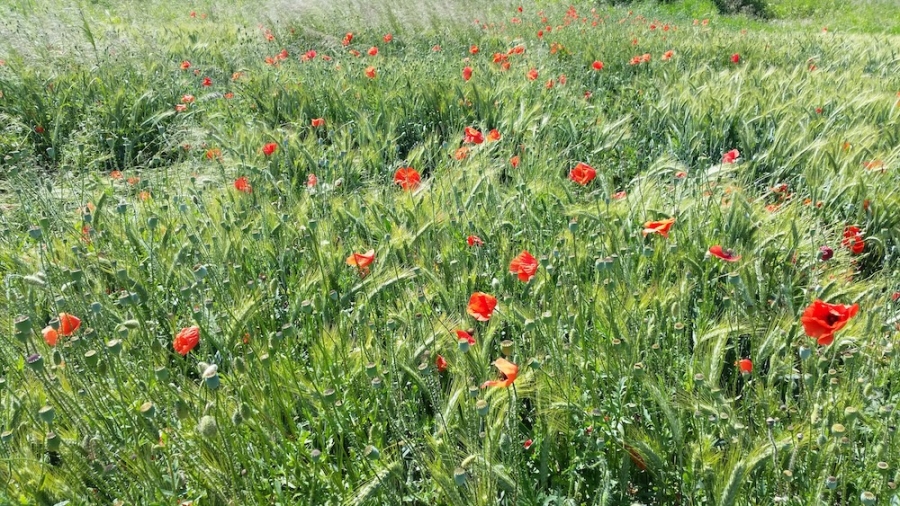 Mak polny – chroń skutecznie swoje uprawy pszenicy i innych zbóż ozimych!