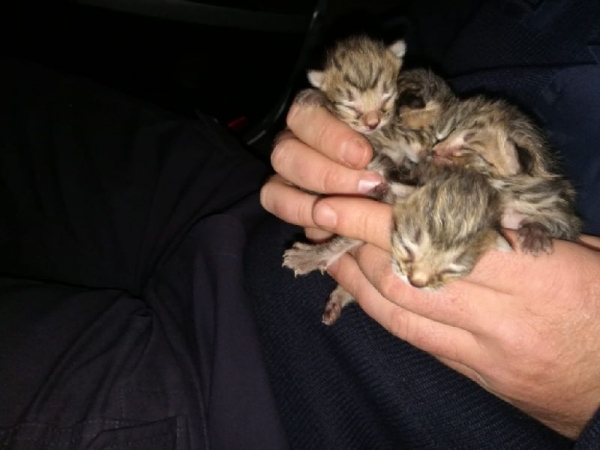 Policjant ze Sławy uratował małe kotki