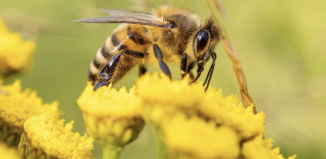 Szkolenie z zakresu zwalczania chorób pszczół (ZAPOWIEDŹ)